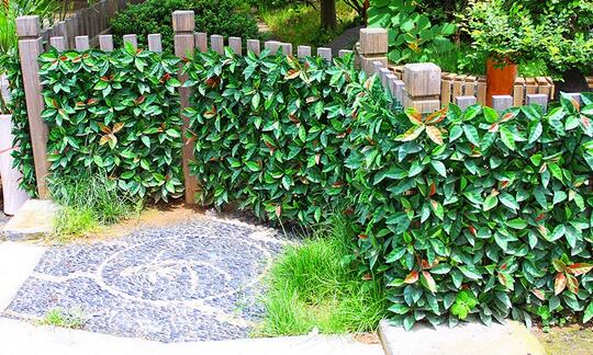 一樓的后花園   設計富有自然情調的籬笆
